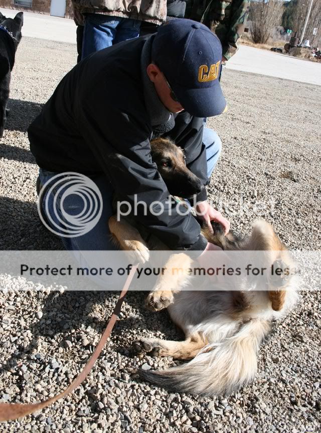 SAR K9 Umah Stoic. Hard Working. Aloof. German Shepherds Forum