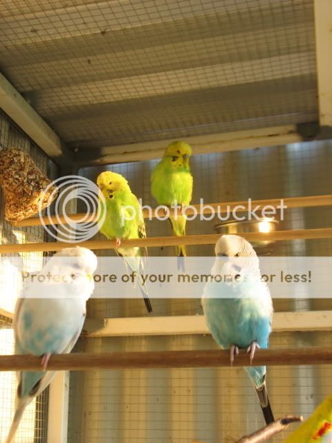 Birds013.jpg