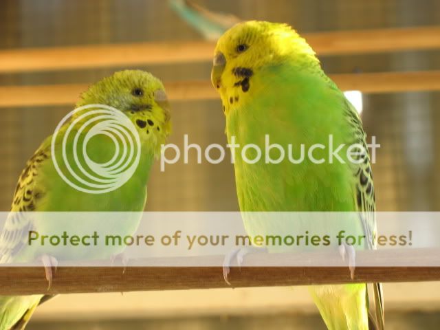Birds022.jpg