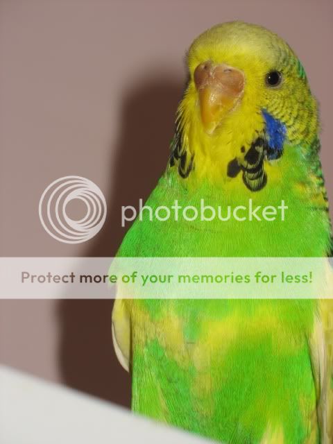 budgies2002.jpg