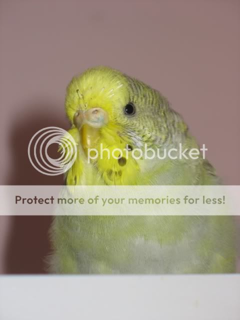 budgies2004.jpg
