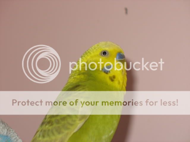 budgies2005.jpg
