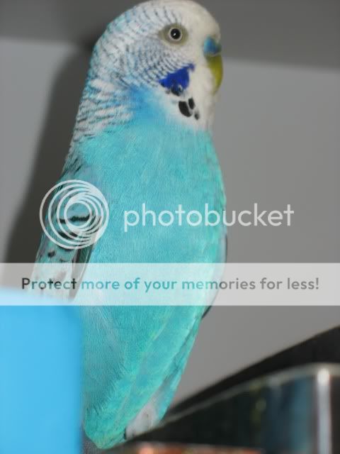 budgies2007.jpg