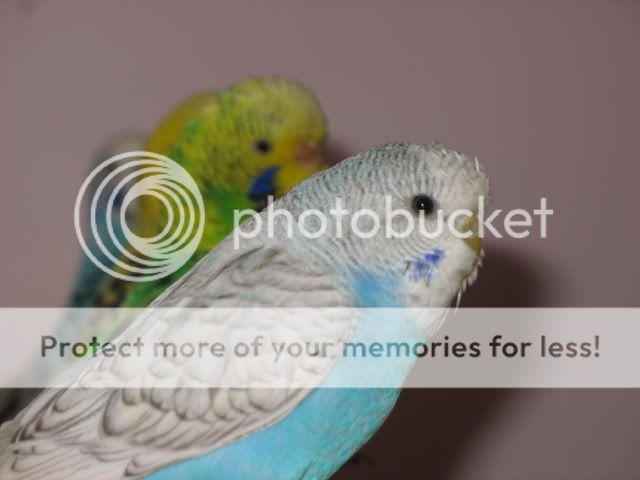 budgies2010.jpg