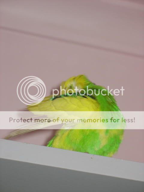budgies2012-1.jpg