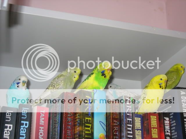 budgies2013.jpg