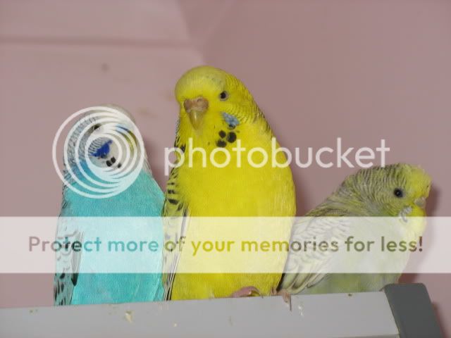budgies3003.jpg