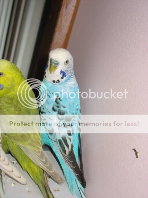 budgies3052.jpg