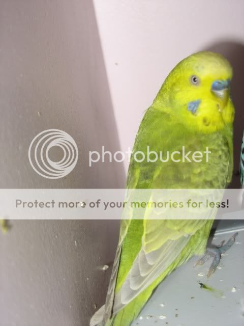 budgies3061.jpg