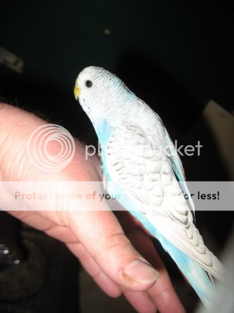 budgies3086.jpg