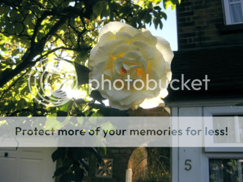 Posted Image