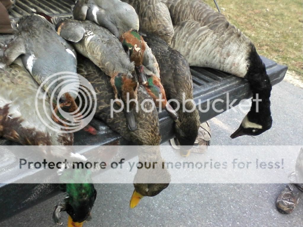 Year in Review Pennsylvania Duck Hunting