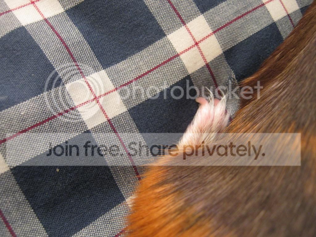 IMG_2080_zps9120cd2d.jpg