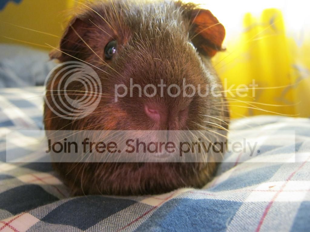 IMG_2084_zpsa46fcfa2.jpg