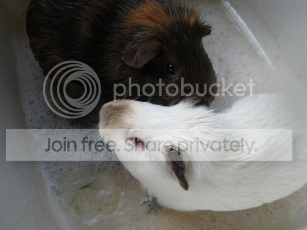 IMG_2156_zps363d4b52.jpg