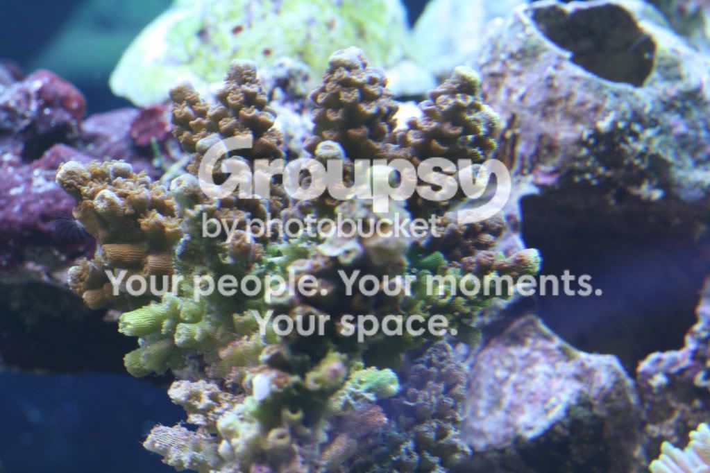 [TodoMarino.com] evolucion acropora