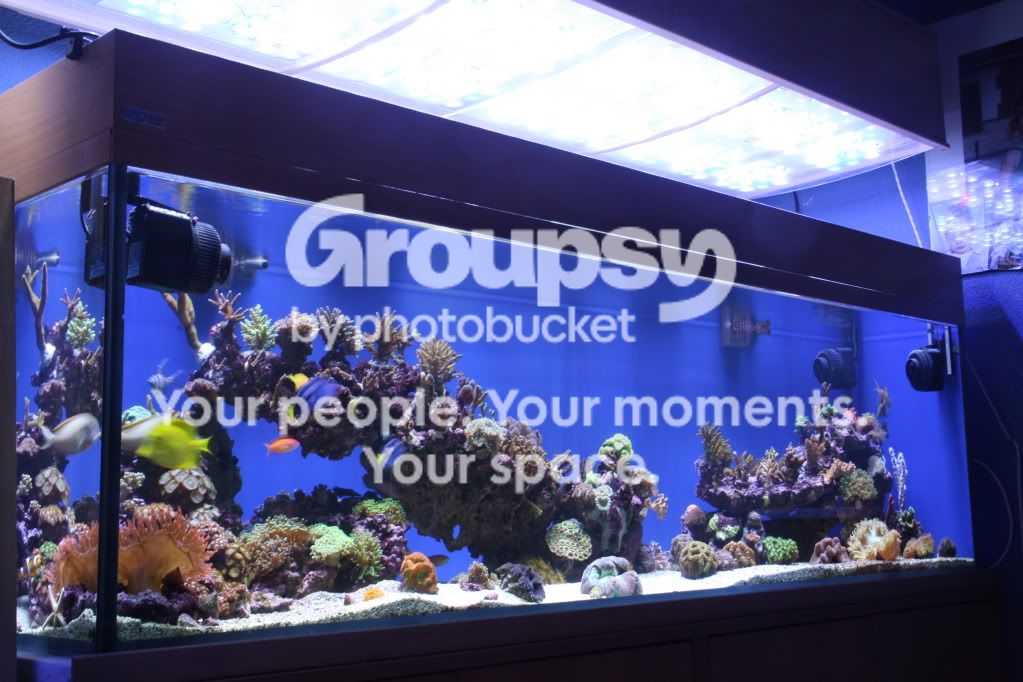 [TodoMarino.com] Poner aquí la foto de vuestro acuario...